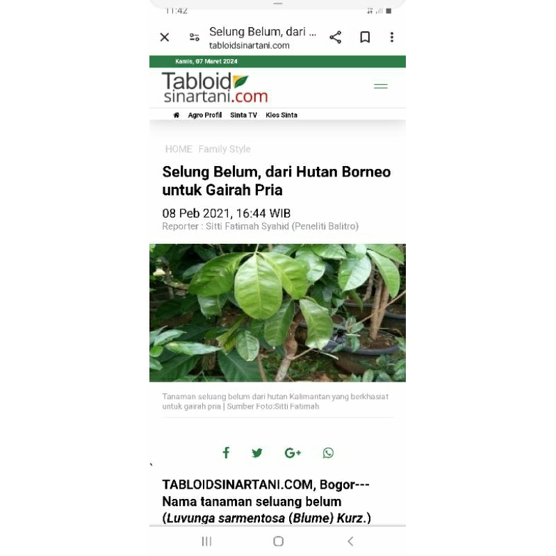 

akar seluang belom (obat kuat pria)asli kalimantan