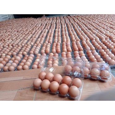 

Telor ayam negri murah kualitas supermarket