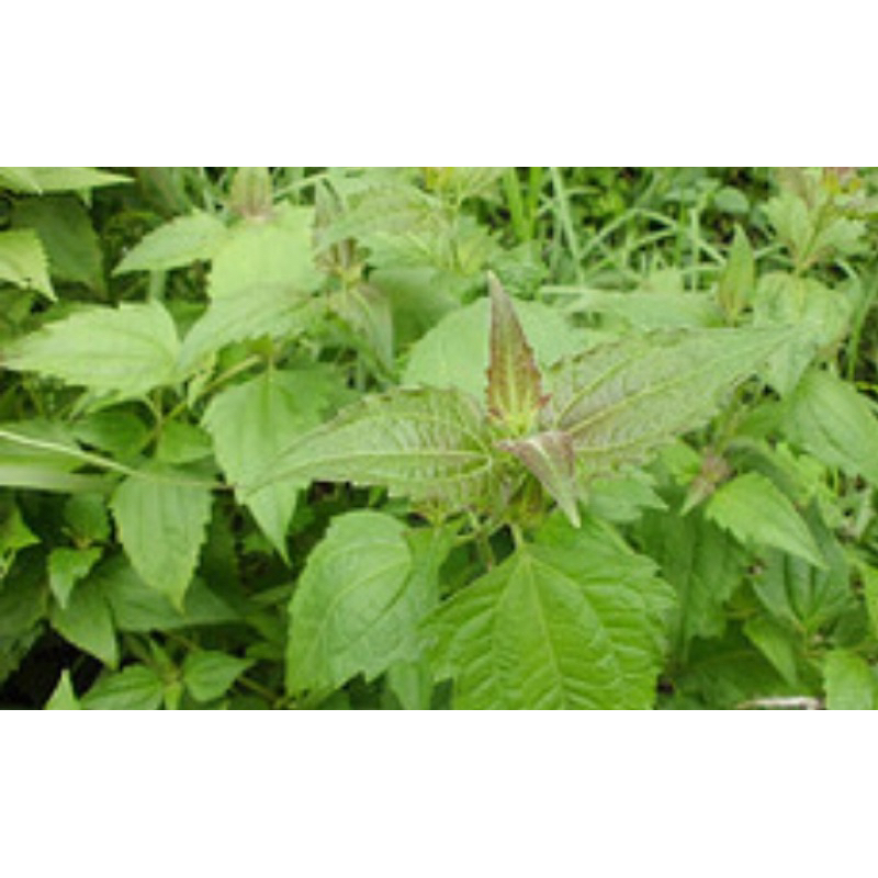 

Daun kirinyuh daun kopasanda segar 1 kg-az