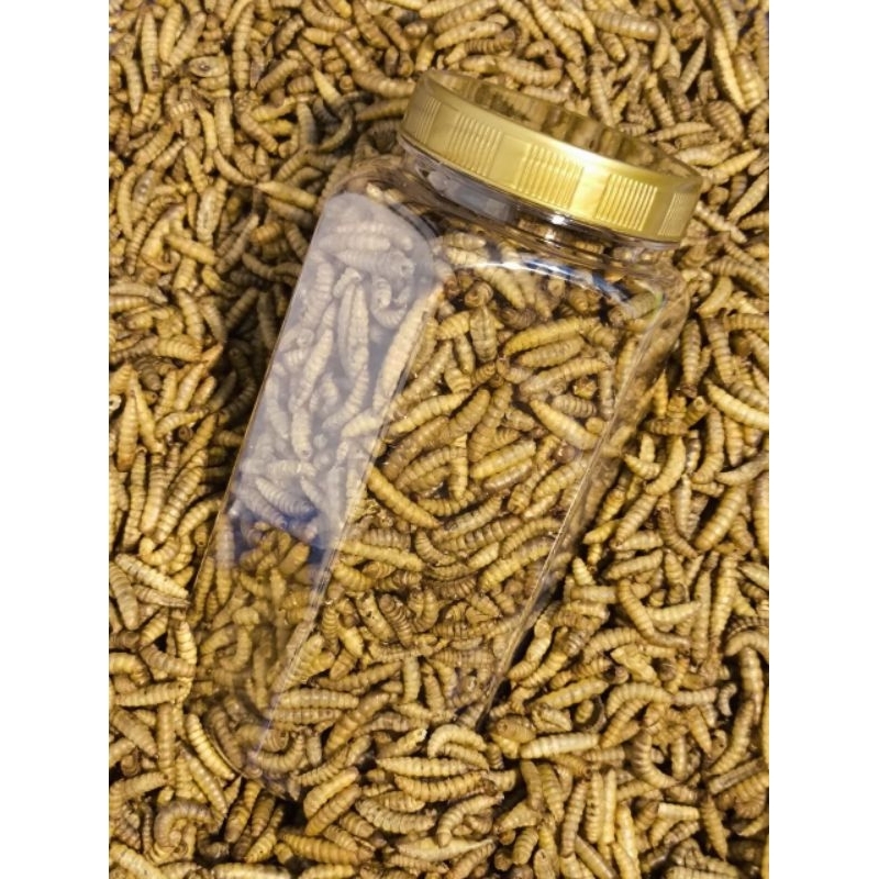 Maggot Kering Dried Maggot 100gram