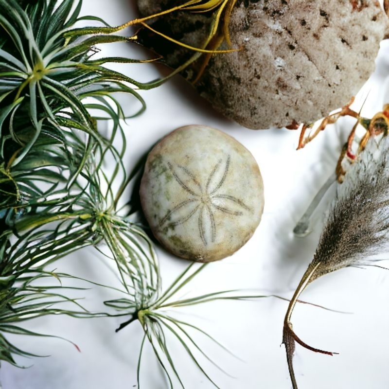 RZ Antique-Fossils Sea Urchine (landak laut mini)