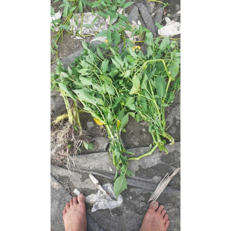 

ciplukan daun pultak pultak