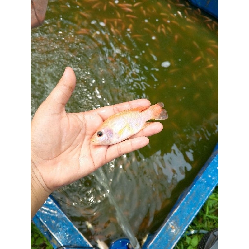 

Bibit ikan nila merah