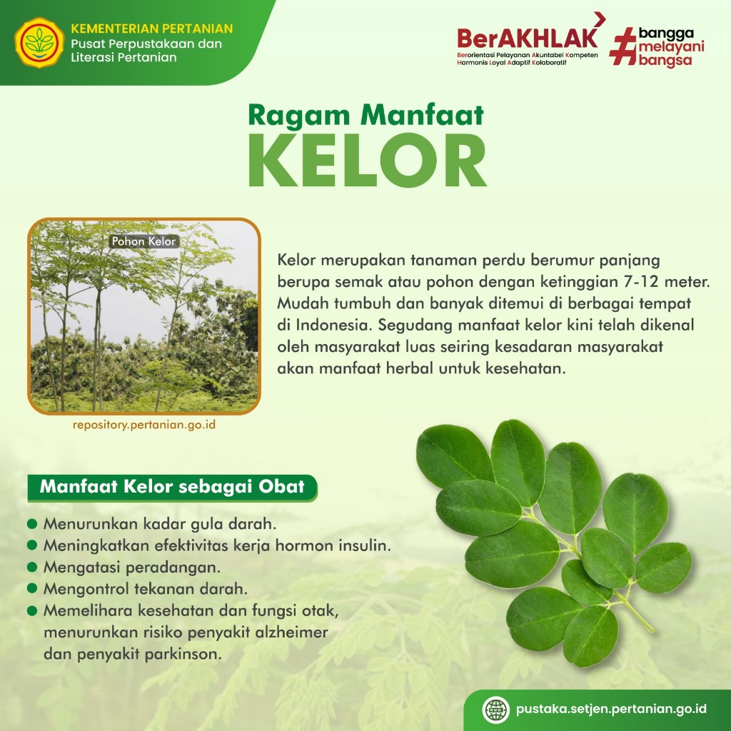 

Daun Kelor Kering Asli Tanpa Campuran 40gr | Teh Seduh Daun Kelor | Teh Moringa Oleifera 100% Organik Membantu Menurunkan Gula Darah