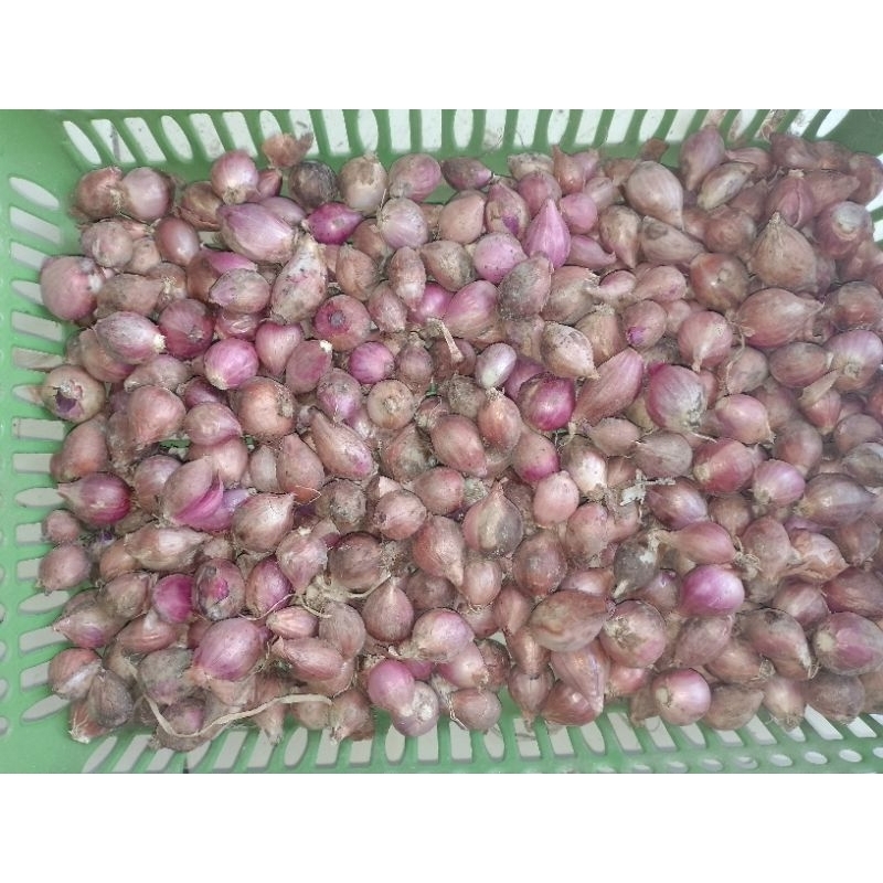 

bawangmerahbumburempahdapur