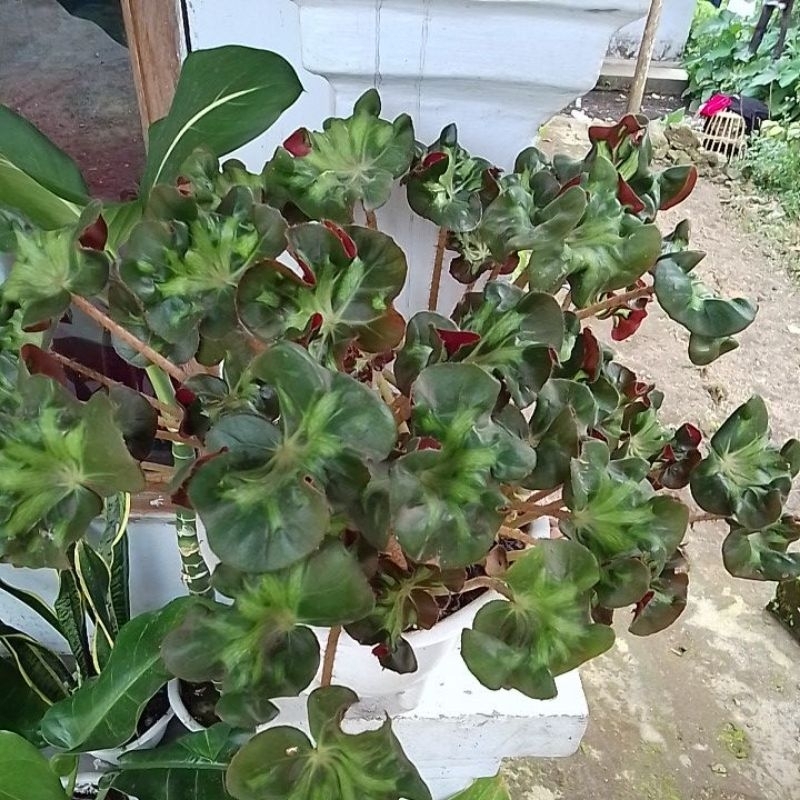 #Tanaman Hias Begonia Kriwil