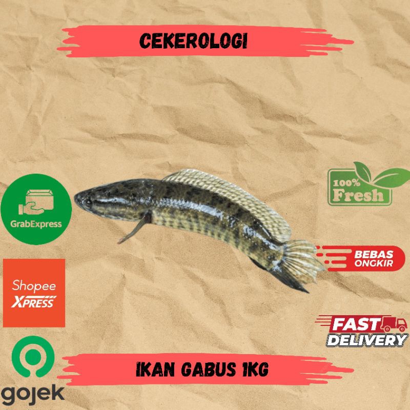 

Ikan Gabus 1kg / Ikan Gabus / Ikan Gabus Fresh Berkualitas / JABODETABEK / Ikan Segar / Ikan