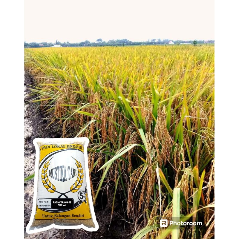 benih padi padaherang 02 5kg