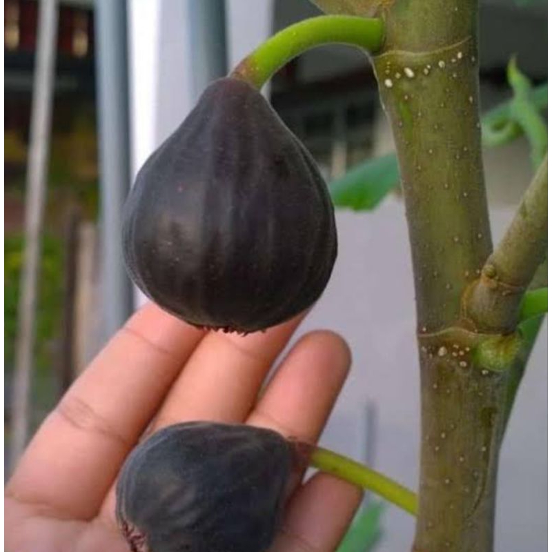 bibit cangkok Buah Tin Iraqi bawa buah