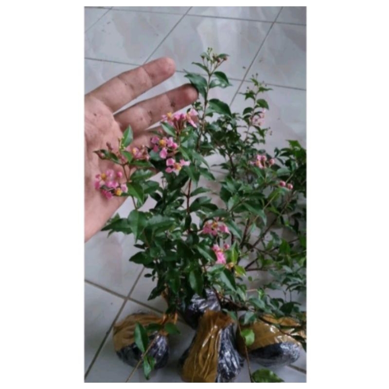 Tanaman Hias Sakura Mikro / bunga sakura