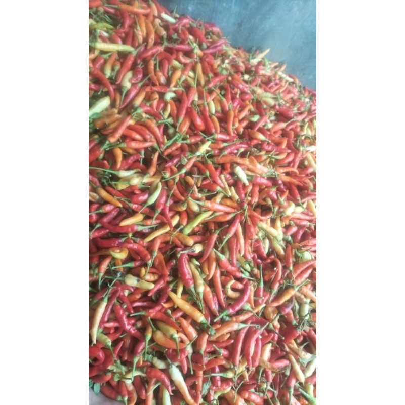 

cabe freess. petikan dari kebun