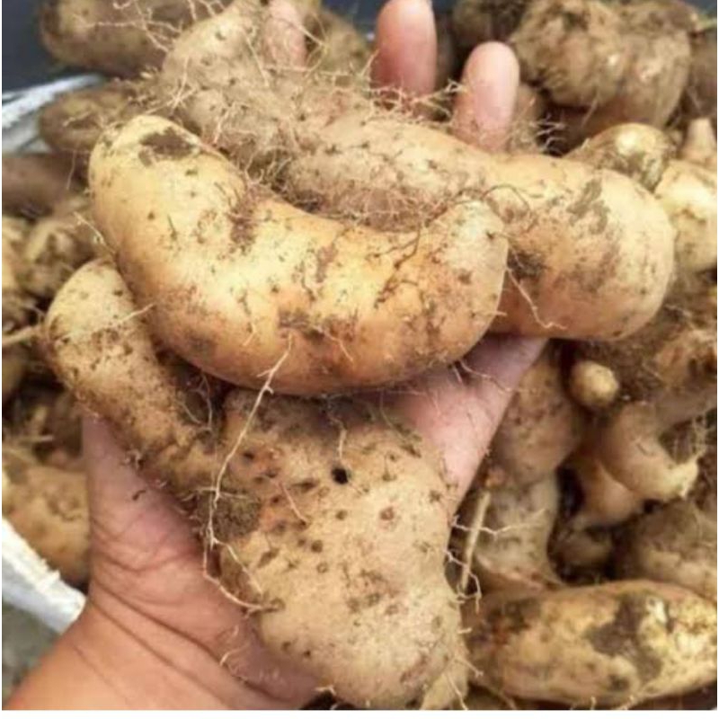 

Umbi gembili Wonogiri 500 gram