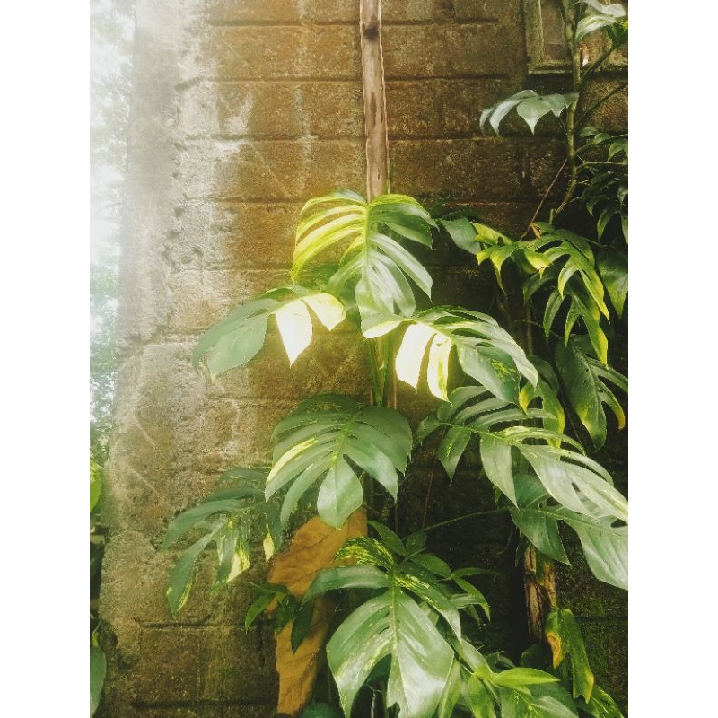 epipvarkun/epip kujang