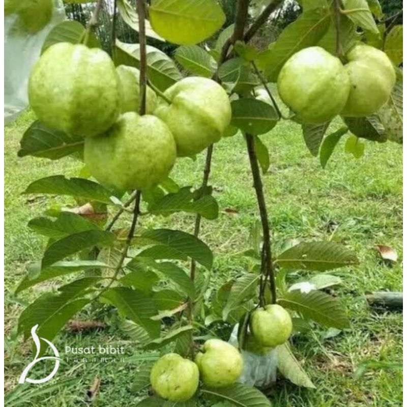 bibit tanaman jambu kristal tanpa biji (cangkok)