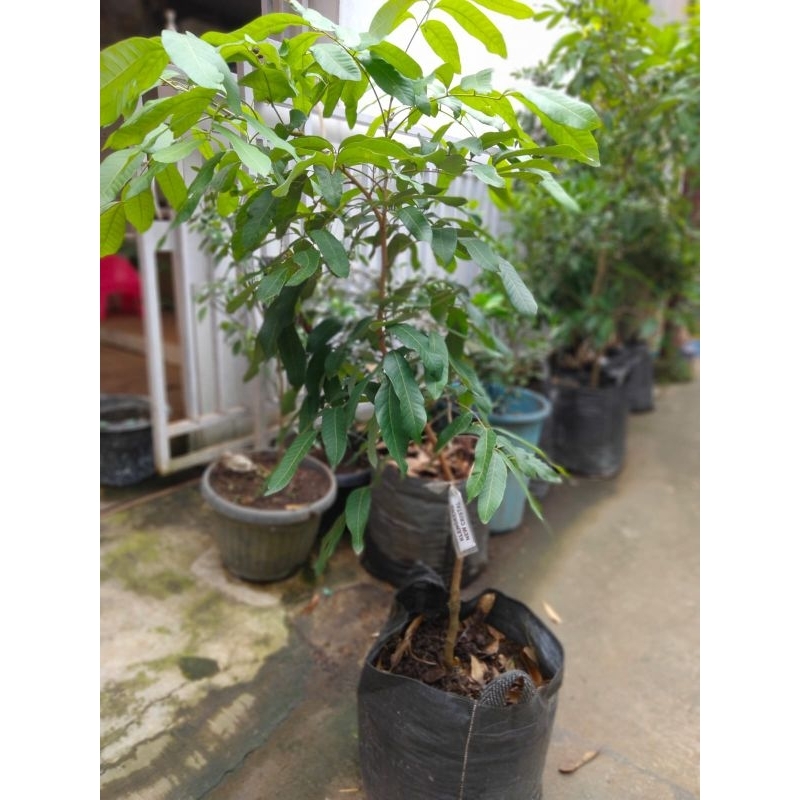 Kelengkeng matalada hasil cangkok