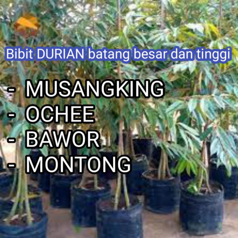 Bibit DURIAN BATANG BESAR MUSANGKING, OCHEE, MONTONG, BAWOR