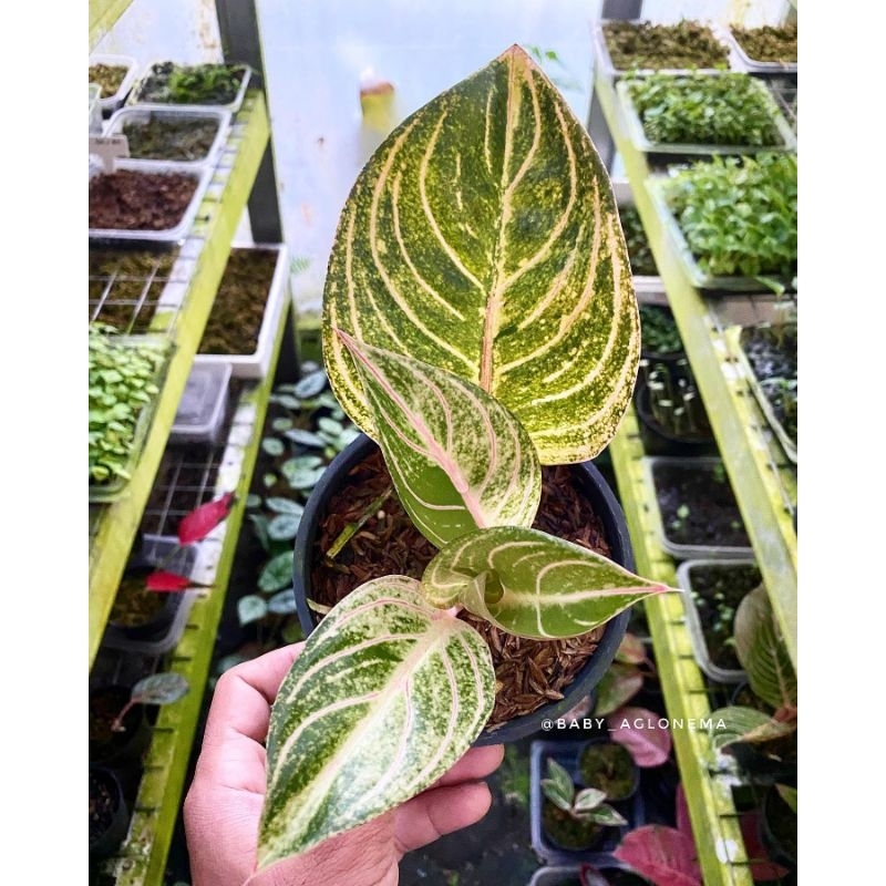 AGLONEMA ESMERALDA GOLDEN ANAKAN 2/3/4 DAUN + POT