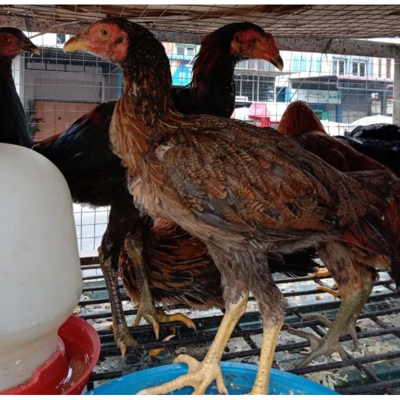 ayam kampung muda 1 kg