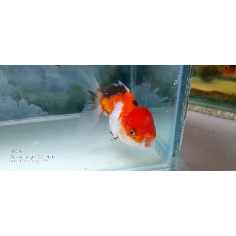 ikan oranda 3color