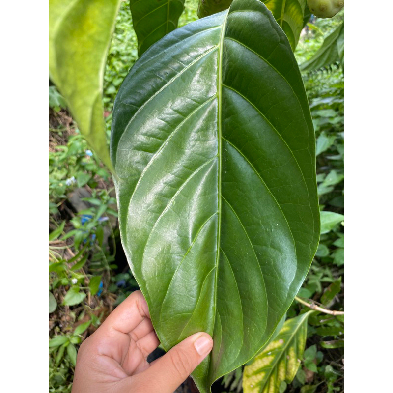

Daun mengkudu 250g