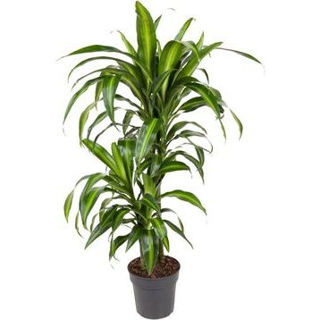 tanaman hias pandan variegata yellow