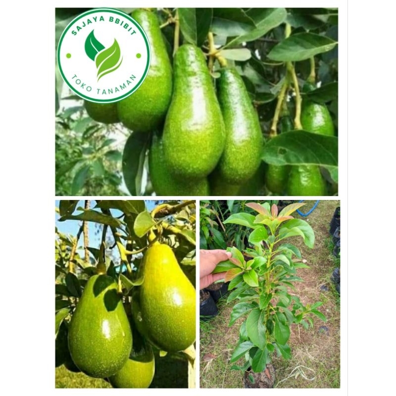 BIBIT ALPUKAT ALIGATOR 1 METER