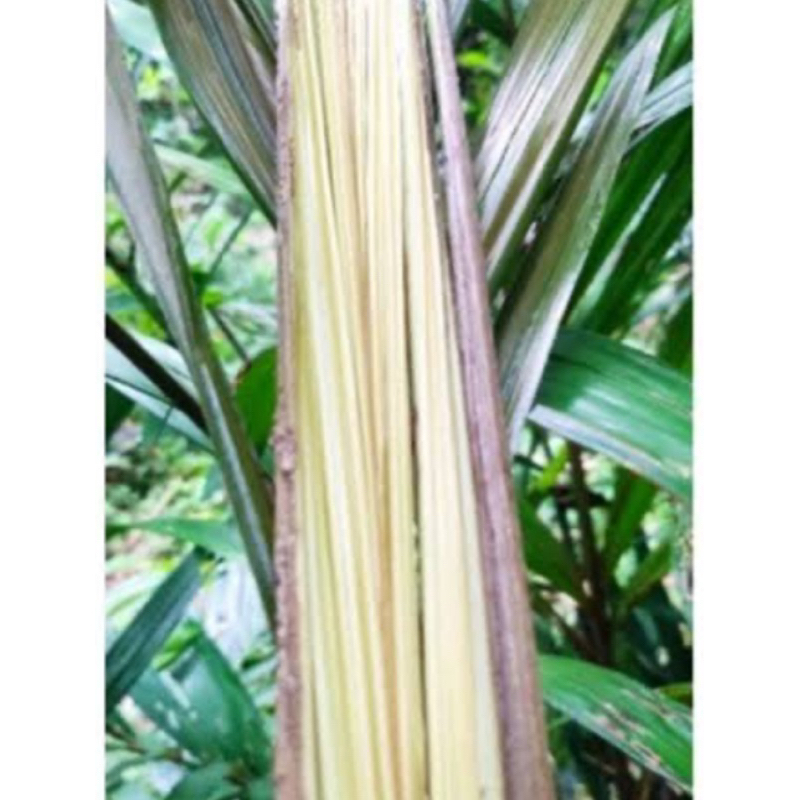 

Daun salak muda segar 300 gram petik langsung-az