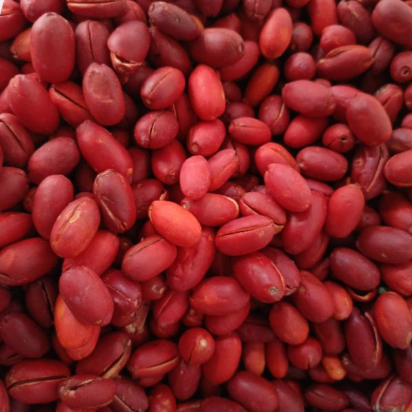 

kulit melinjo segar hanya 6k