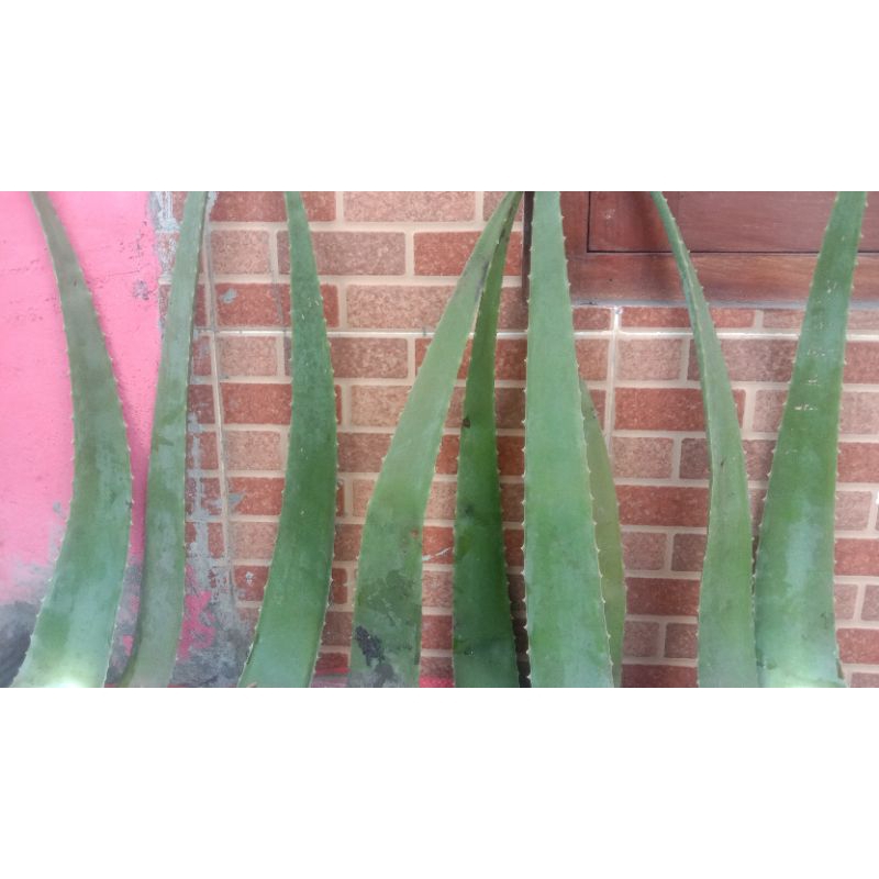 PELEPAH LIDAH BUAYA BARBADENSIS