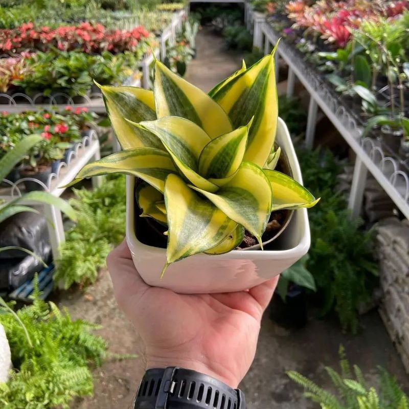 PETANI MILENIAL - Tanaman Hias Sansivera Pagoda & Golden Honey