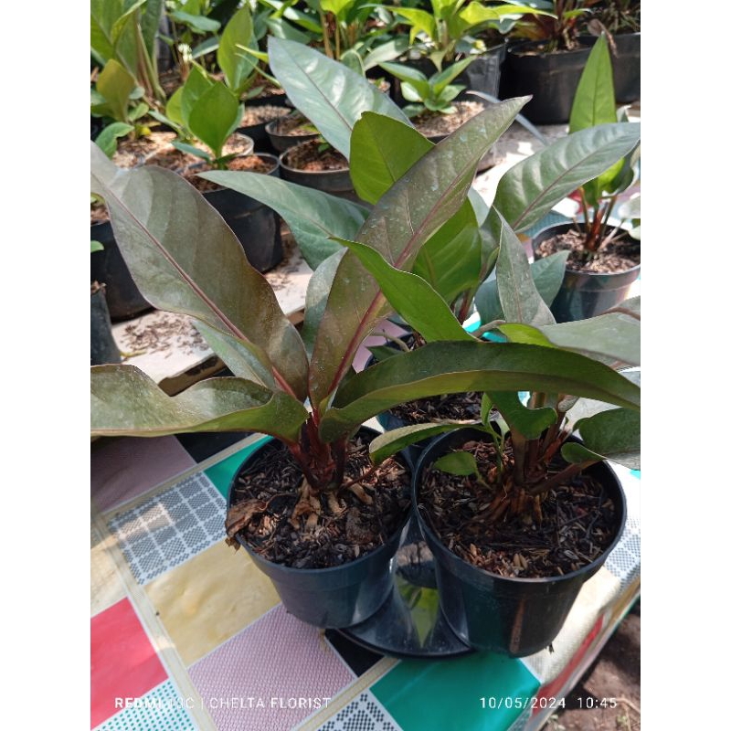Anthurium Hokeri Hitam