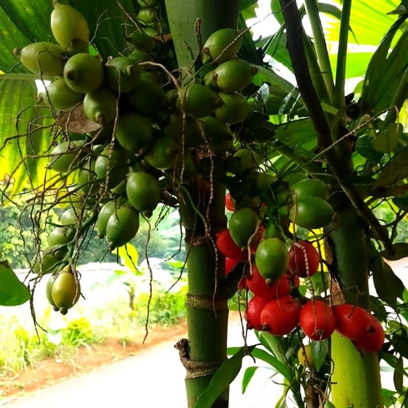 

Buah Pinang Merah | Jambe Rende Siap Petik