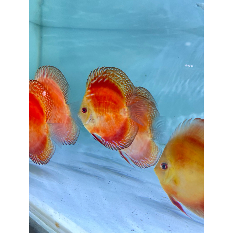 discus red melon