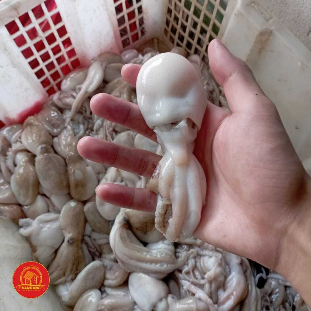

Baby Gurita / Baby Octopus Segar Fresh