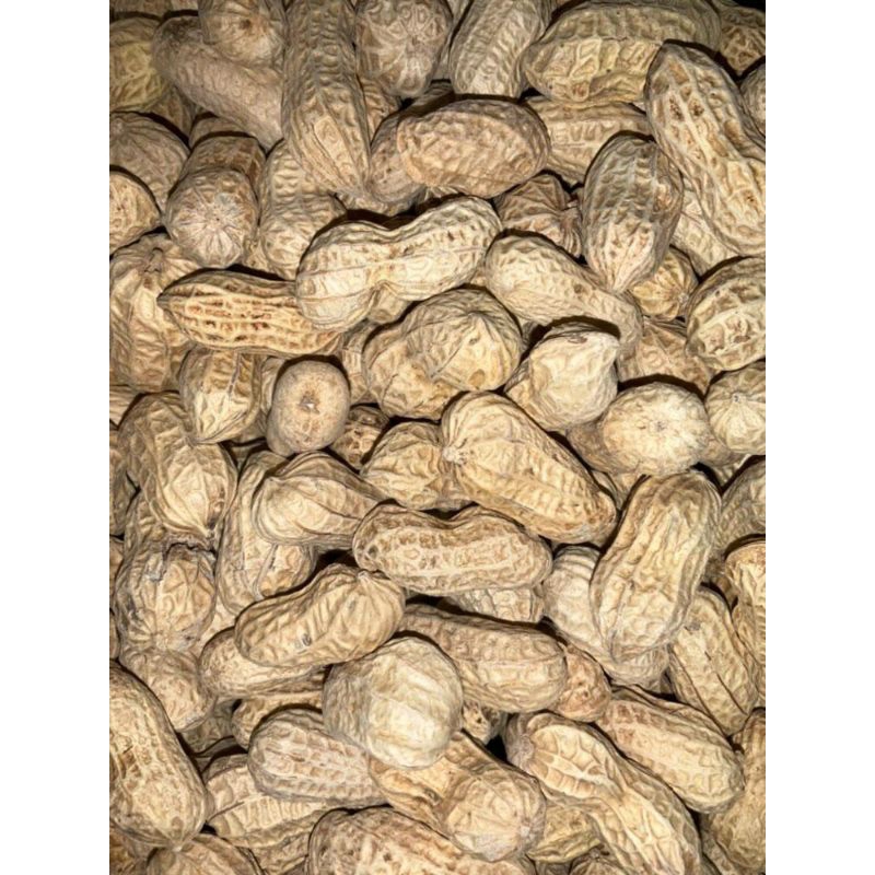 

kacang kulit oven 250gr