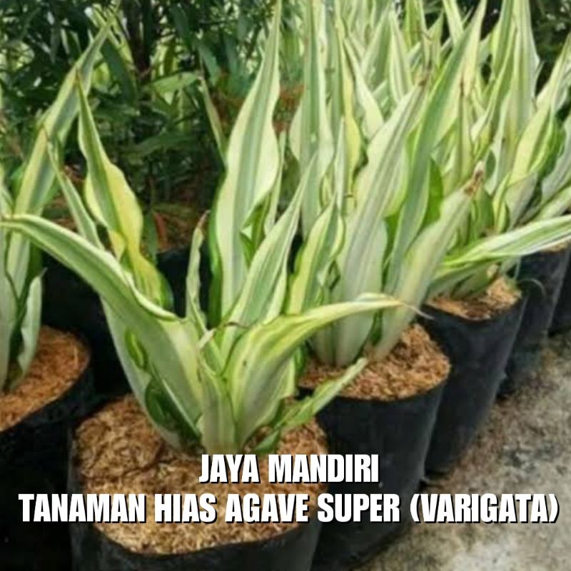 TANAMAN HIAS AGAVE SUPER JUMBO (VARIGATA)