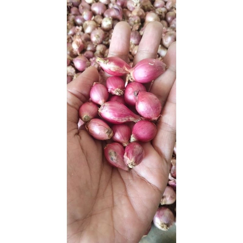 

Bawang Merah Daerah Ukuran KECIL dan Kering bisa COD
