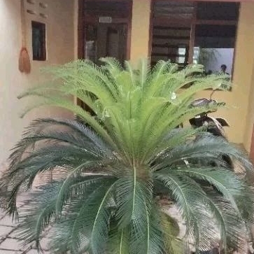 pakis haji/sicas/sikas