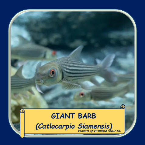 IKAN HIAS AIR TAWAR - GIANT BARB / GIANT CARP / SIAMESE GIANT CARP