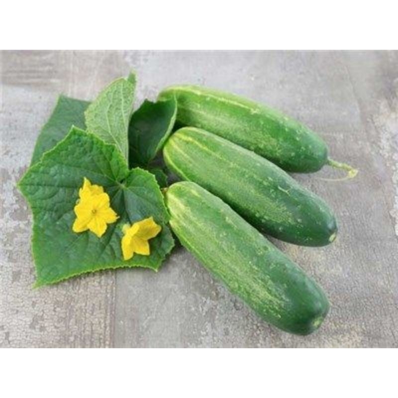 

Timun Baby/Timun Lalap/ Timun Kecil Fresh Petik Kebun TJAGRO
