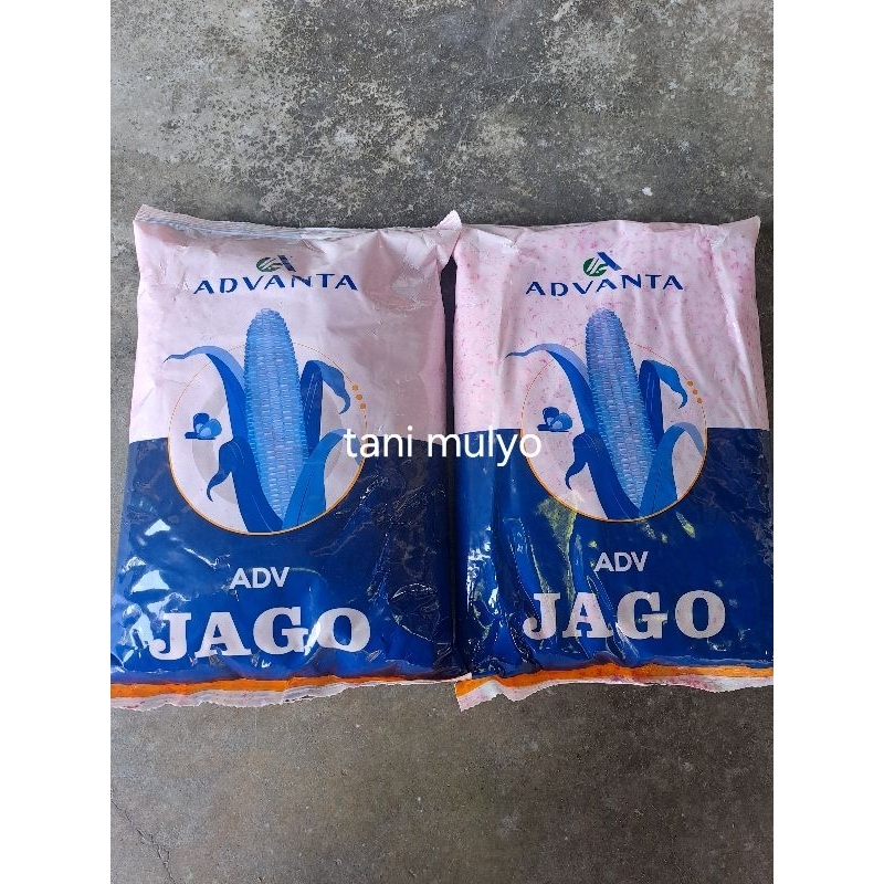 benih jagung jago
