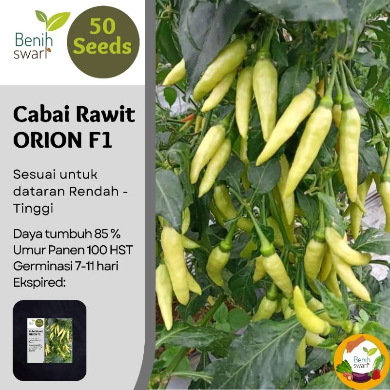 Benih Swari: (isi 50 butir) Benih Cabe Dompolan / Cabai Rawit Berdompol Orion