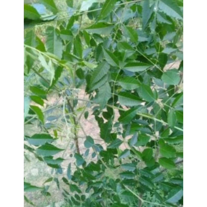 

Daun melur/makasar 250g
