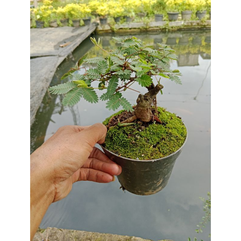 bonsai Putri malu