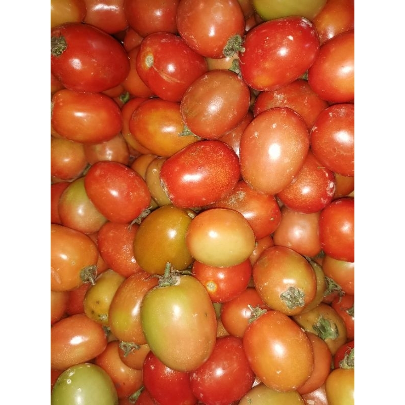 

buah tomat segar