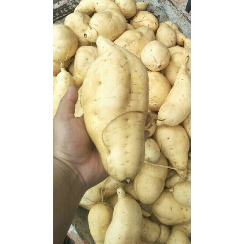 

UBI CILEMBU