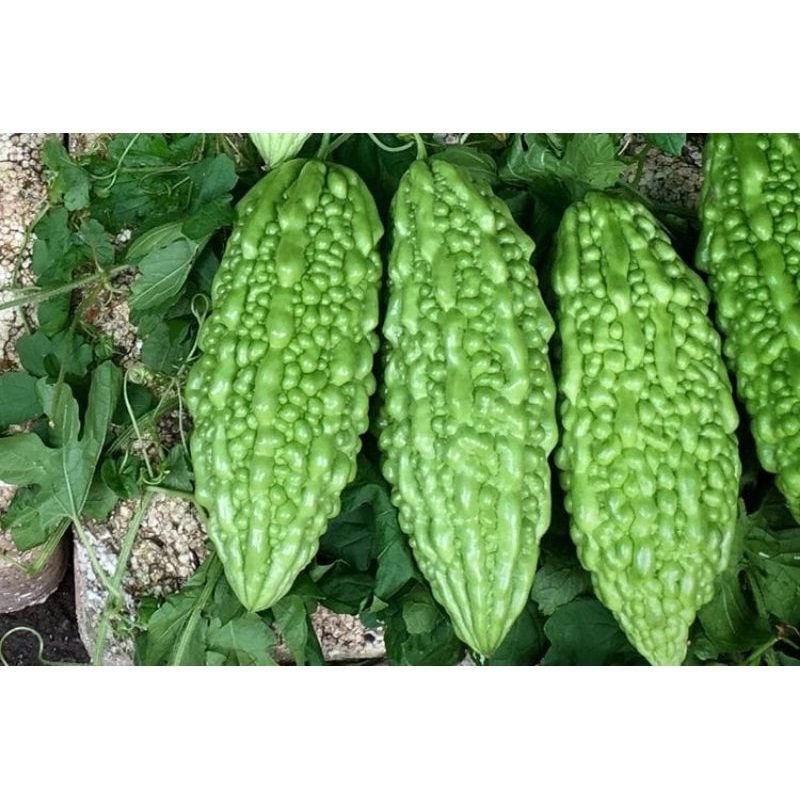 

PARE SEGAR 100 GRAM