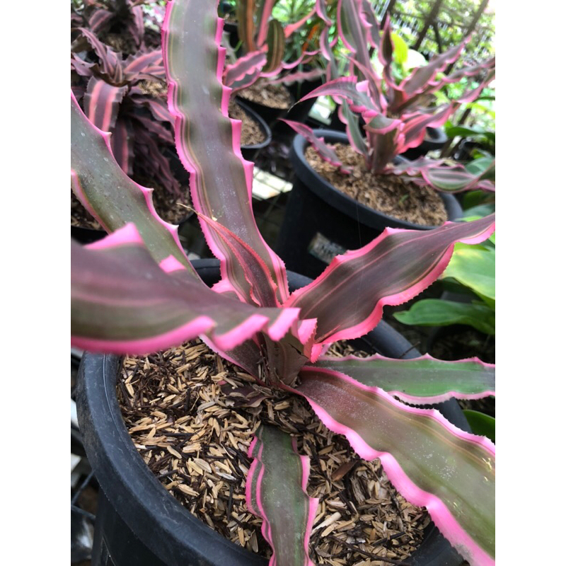 BROMELIA CRYPTANTHUS