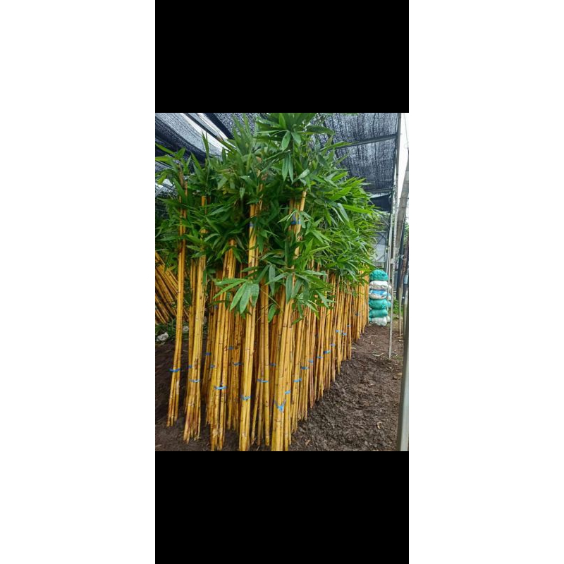 Bambu kuning, bambu panda, bambu klisik 2 meter
