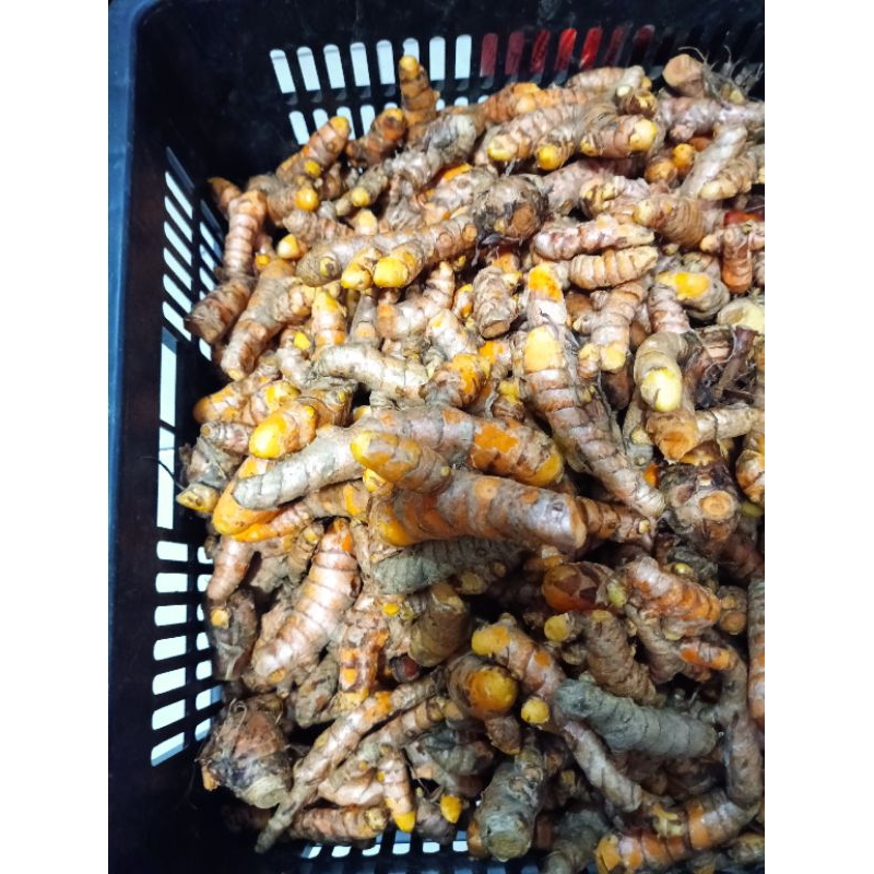 

Kunyit segar 1kg